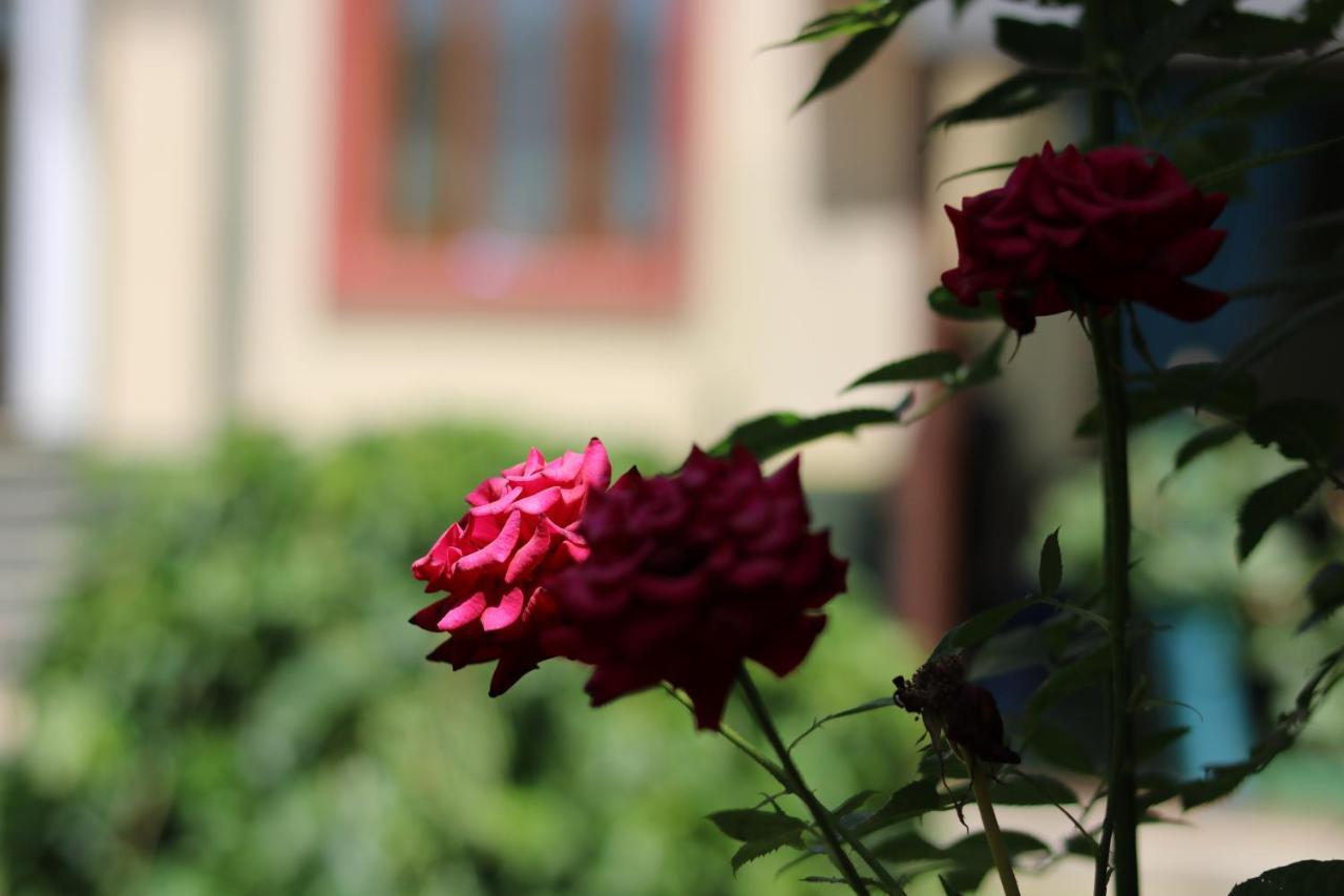 Chinor Garden Hotel - Free Airport Pick-Up And Drop-Off Tashkent Esterno foto